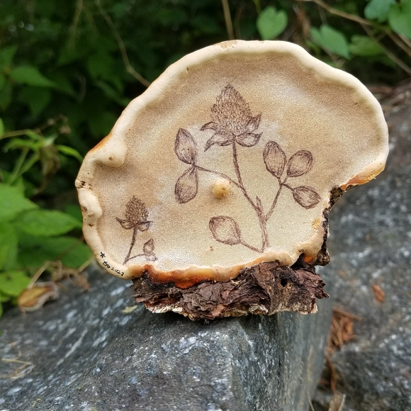 About Inspiration Boreal - Picture 3 of 16